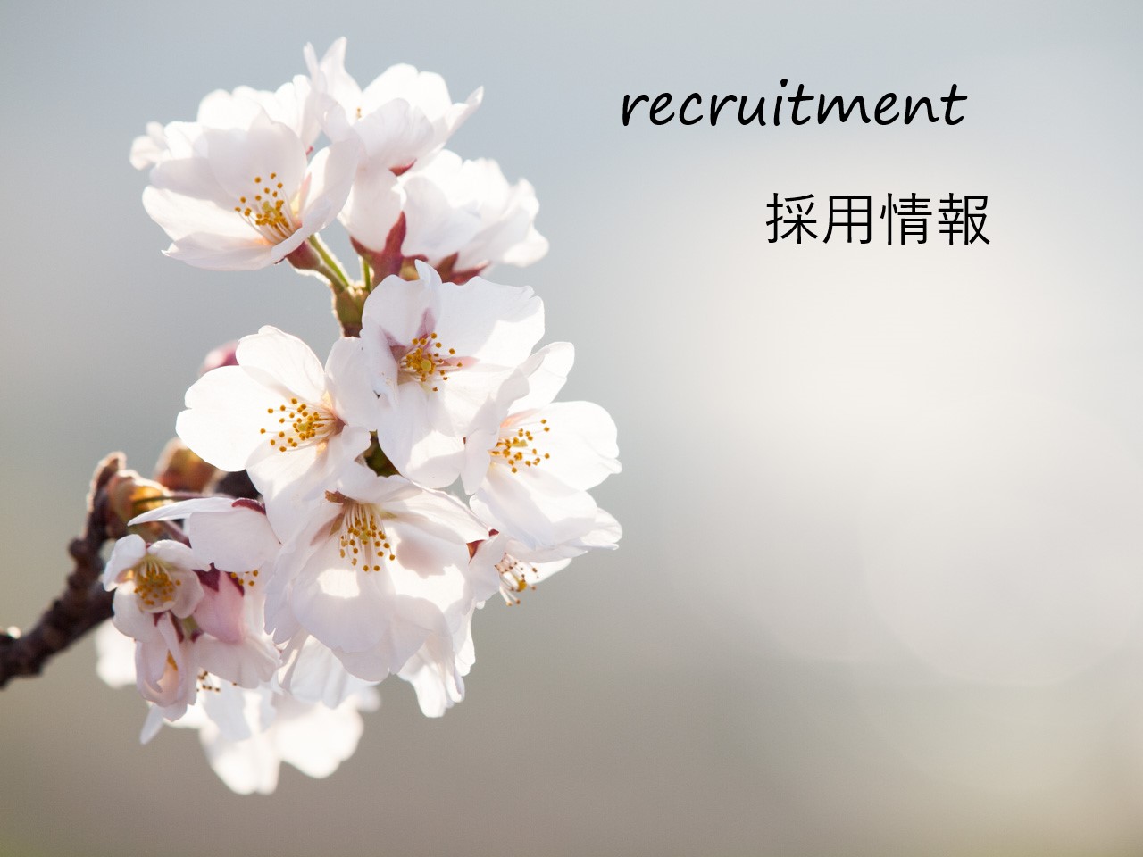 採用情報